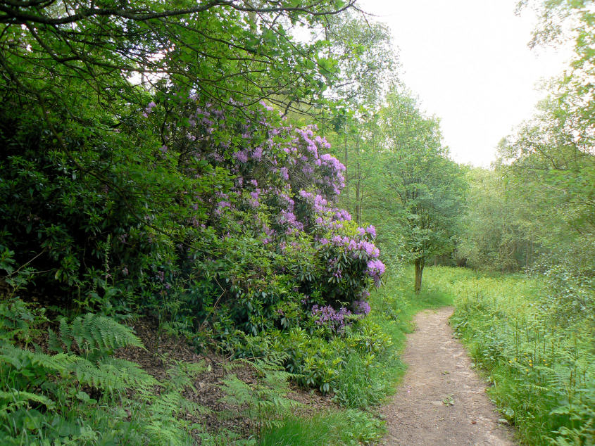 Agden Wood Agden Wood